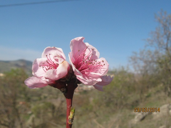 Name:  eftali a1.jpg
Views: 775
Size:  61.1 KB