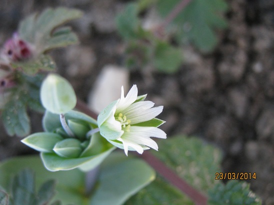 Name:  yabani b 1.jpg
Views: 811
Size:  62.2 KB