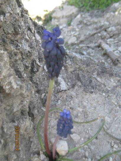 Name:  yabani muskari.jpg
Views: 836
Size:  41.2 KB