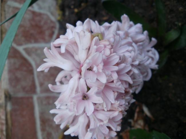 Name:  P1010275a.jpg
Views: 393
Size:  31.2 KB