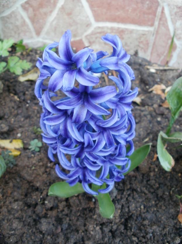 Name:  P1010274a.jpg
Views: 419
Size:  71.1 KB