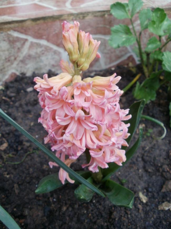 Name:  P1010276a.jpg
Views: 391
Size:  66.9 KB