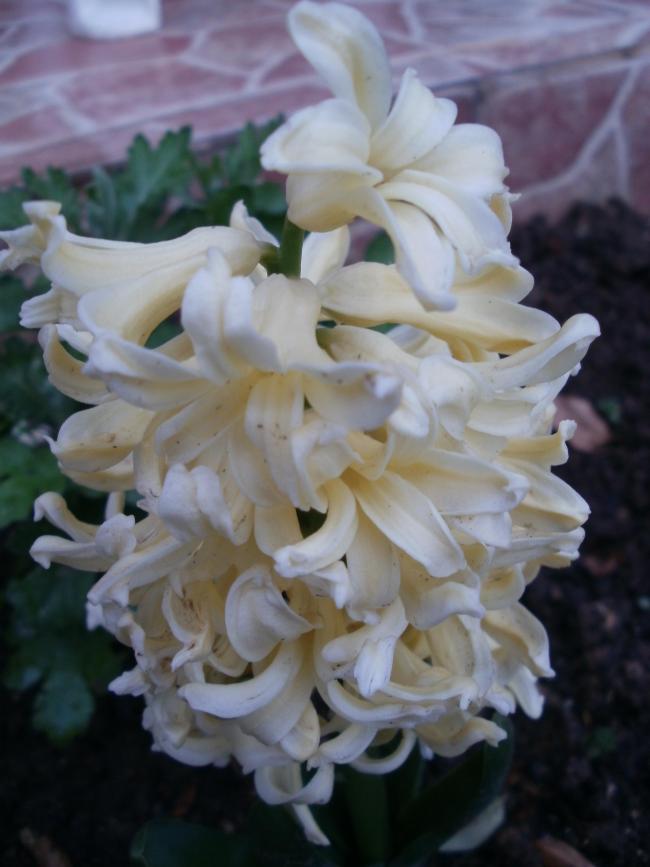Name:  P1010277a.jpg
Views: 401
Size:  51.5 KB