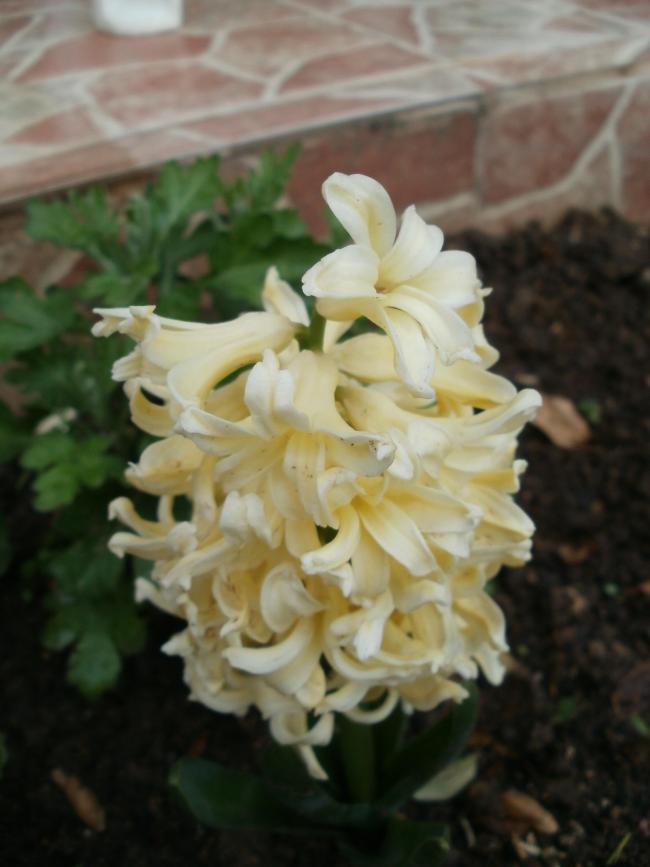 Name:  P1010278a.jpg
Views: 411
Size:  48.5 KB