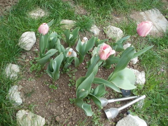 Name:  P1010245a.jpg
Views: 390
Size:  71.0 KB