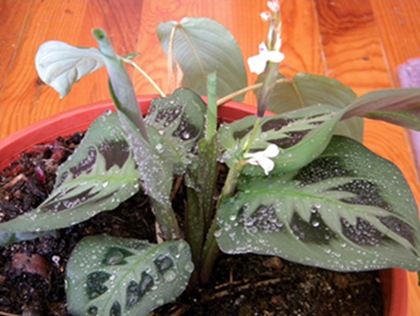 Name:  DSCN9281.JPG
Views: 727
Size:  68.5 KB