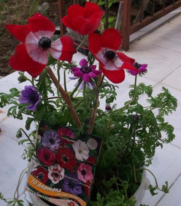 Name:  DSCF4405.jpg
Views: 647
Size:  72.3 KB