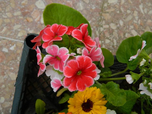 Name:  DSCN1461.jpg
Views: 529
Size:  46.9 KB