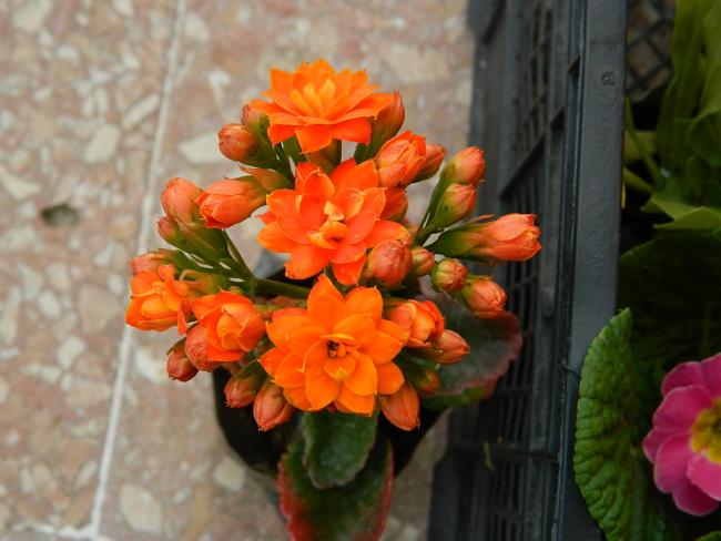 Name:  DSCN1460.jpg
Views: 514
Size:  41.7 KB