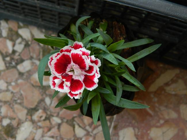 Name:  DSCN1466.jpg
Views: 508
Size:  40.2 KB