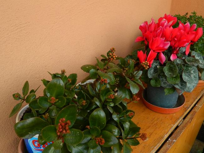Name:  DSCN1475.jpg
Views: 518
Size:  52.2 KB