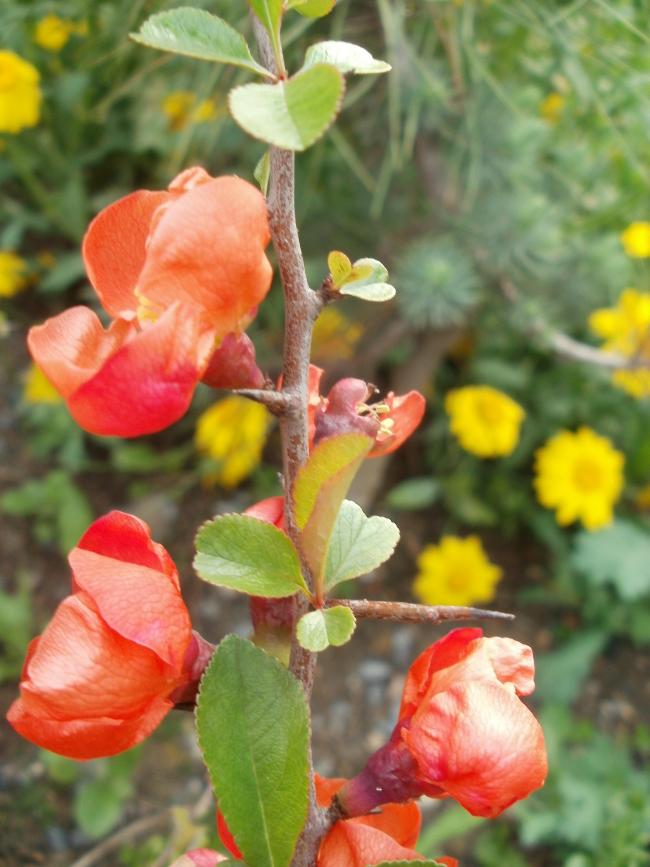 Name:  P1010021a.jpg
Views: 337
Size:  66.4 KB