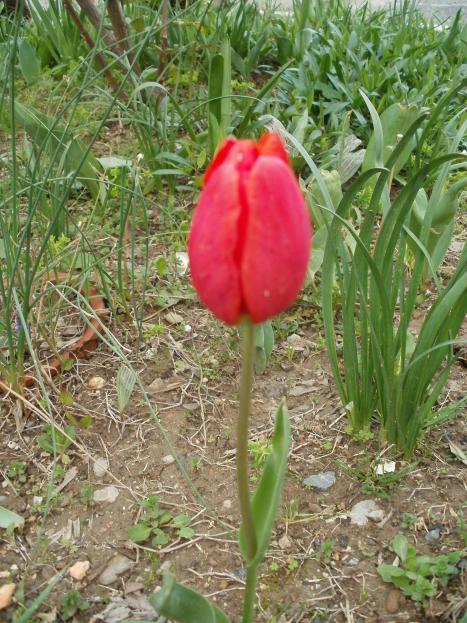 Name:  P1010018a.jpg
Views: 868
Size:  76.2 KB