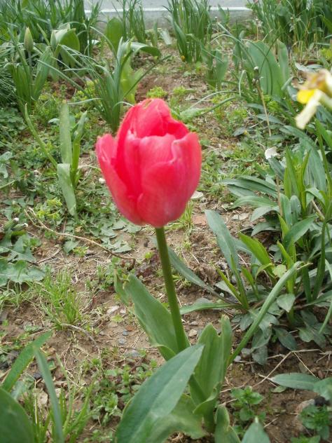 Name:  P1010015a.jpg
Views: 473
Size:  76.3 KB