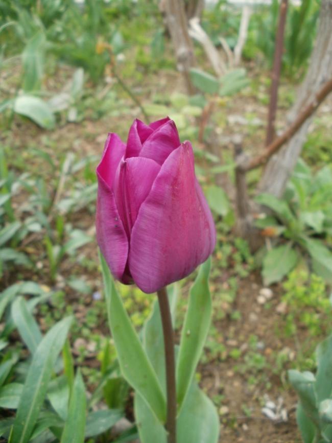 Name:  P1010013a.jpg
Views: 446
Size:  59.1 KB