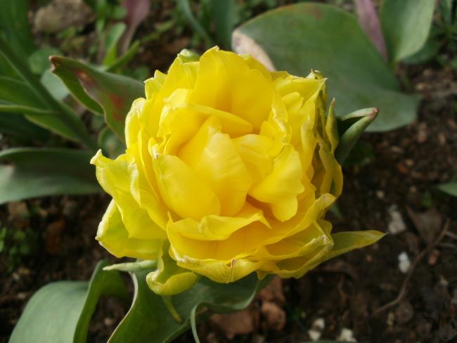 Name:  P1010012a.jpg
Views: 431
Size:  34.8 KB