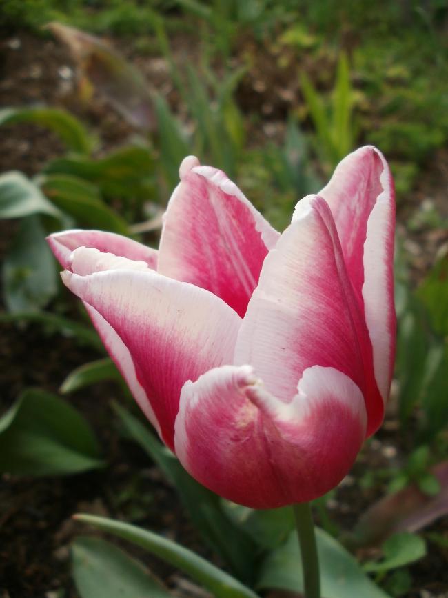Name:  P1010024a.jpg
Views: 456
Size:  51.0 KB
