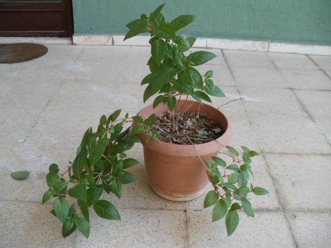 Name:  P1010007a.jpg
Views: 478
Size:  47.4 KB