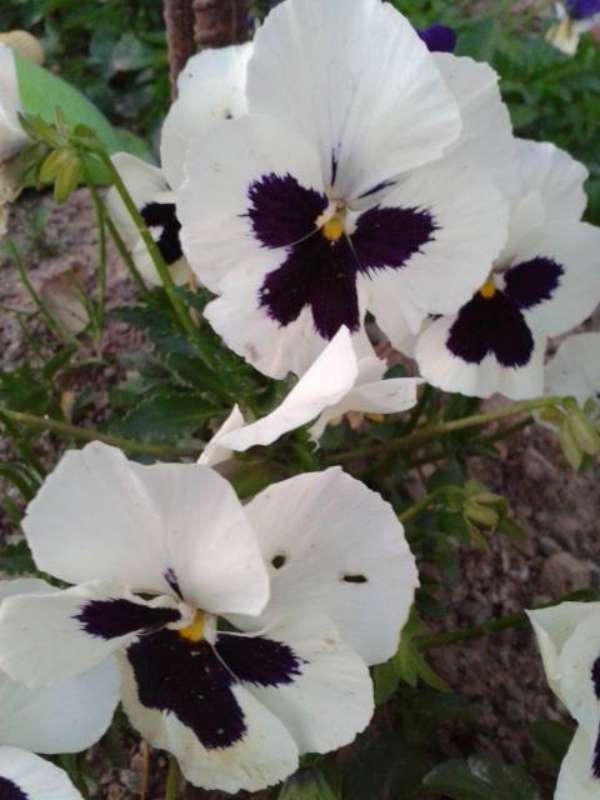 Name:  Resim-801-800.jpg
Views: 572
Size:  39.3 KB