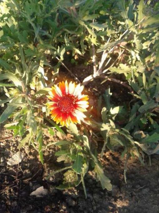 Name:  Rudbeckia-1-800.jpg
Views: 514
Size:  70.1 KB