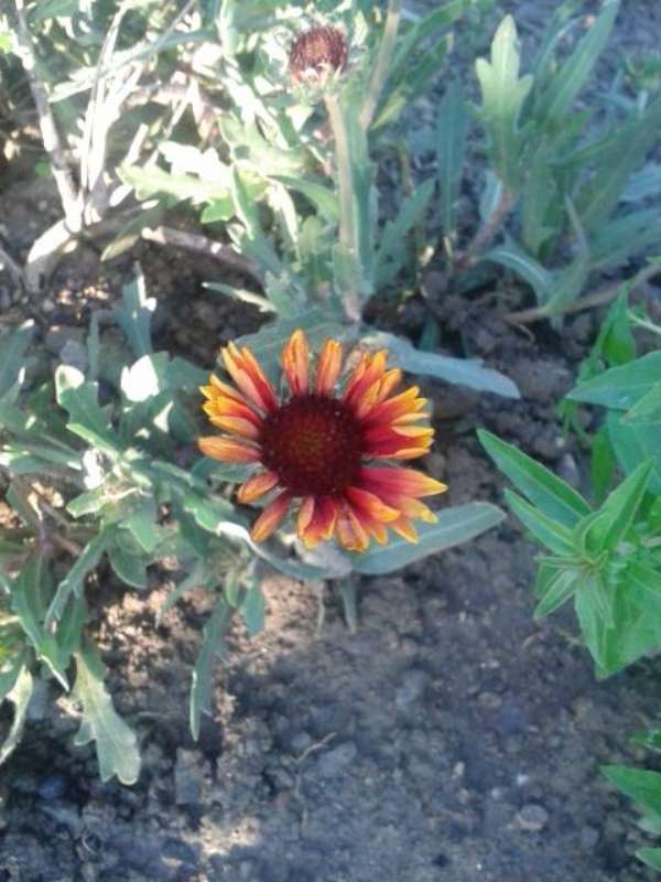 Name:  Rudbeckia-2-800.jpg
Views: 518
Size:  55.4 KB