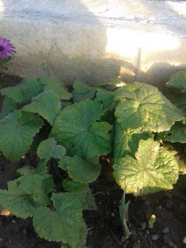 Name:  sedef iekleri-800.jpg
Views: 582
Size:  46.8 KB