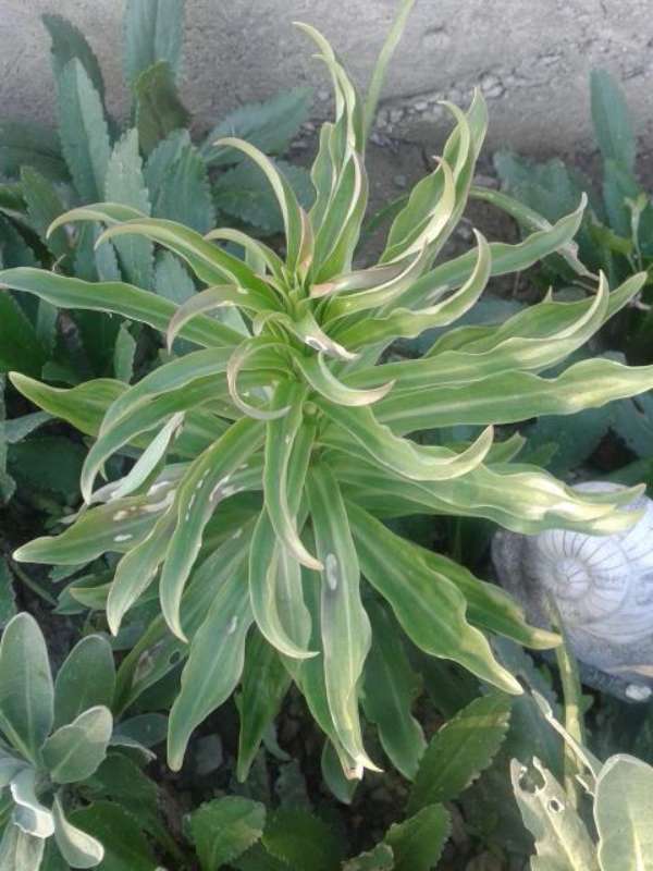 Name:  mis zamba-800.jpg
Views: 618
Size:  54.5 KB