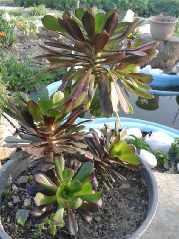 Name:  enginar iei-800.jpg
Views: 591
Size:  68.2 KB