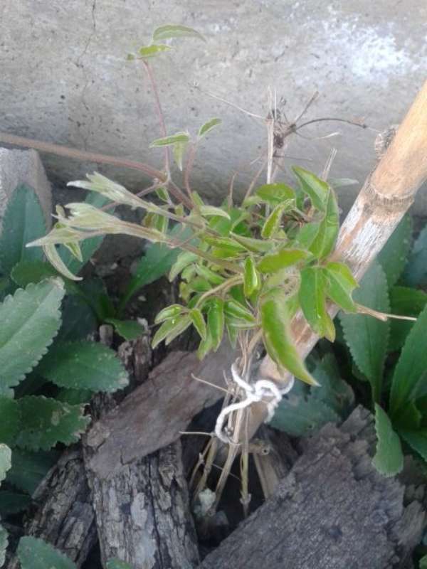 Name:  clematis-1-800.jpg
Views: 450
Size:  50.7 KB