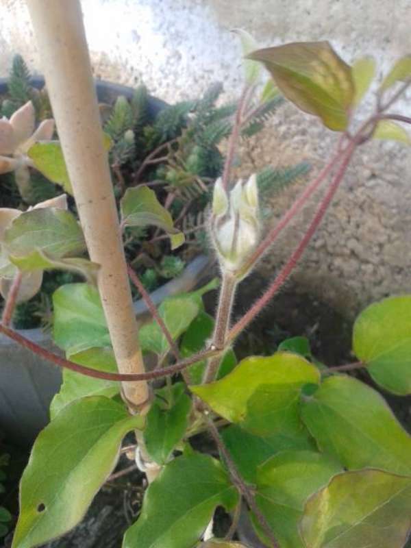 Name:  clematis-2-800.jpg
Views: 450
Size:  42.4 KB