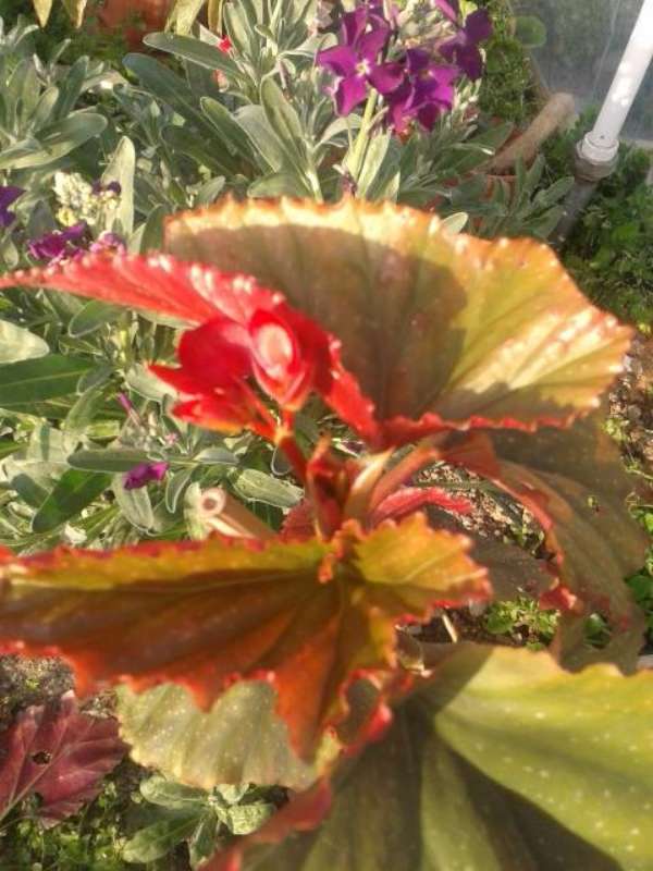 Name:  cilli begonya-800.jpg
Views: 599
Size:  58.0 KB