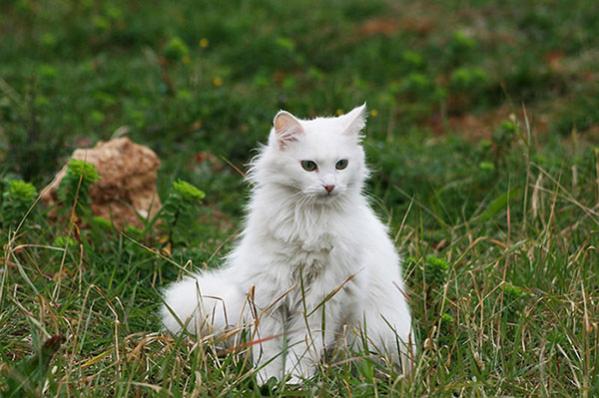 Name:  kedi_02.jpg
Views: 12866
Size:  44.6 KB