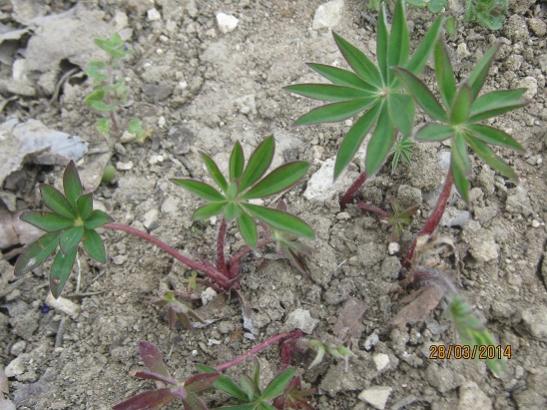 Name:  lupin.jpg
Views: 1175
Size:  53.4 KB