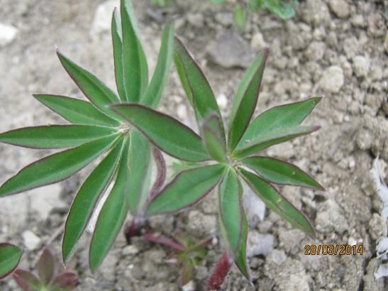 Name:  lupin1.jpg
Views: 1126
Size:  36.9 KB