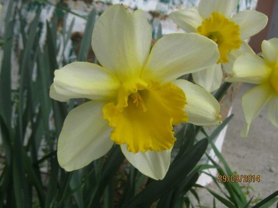 Name:  nergis1.jpg
Views: 943
Size:  25.9 KB