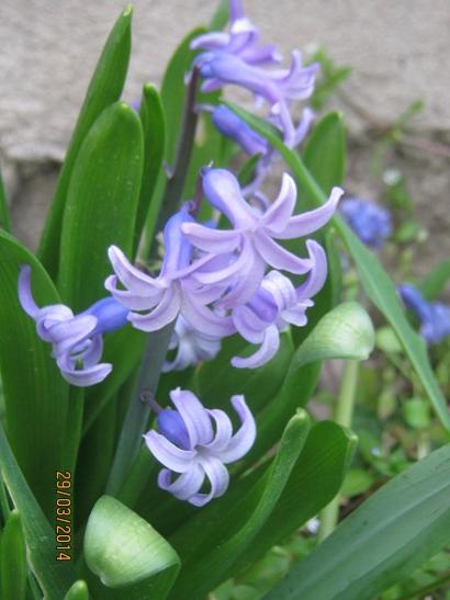 Name:  smbl.jpg
Views: 886
Size:  30.5 KB