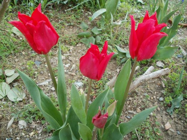 Name:  P1010008a.jpg
Views: 357
Size:  71.1 KB