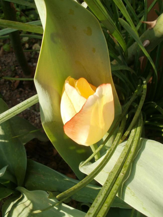 Name:  P1010015a.jpg
Views: 379
Size:  62.9 KB