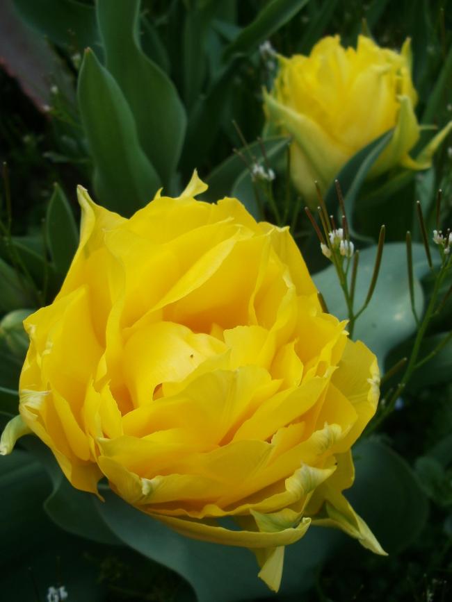Name:  P1010020a.jpg
Views: 367
Size:  46.7 KB