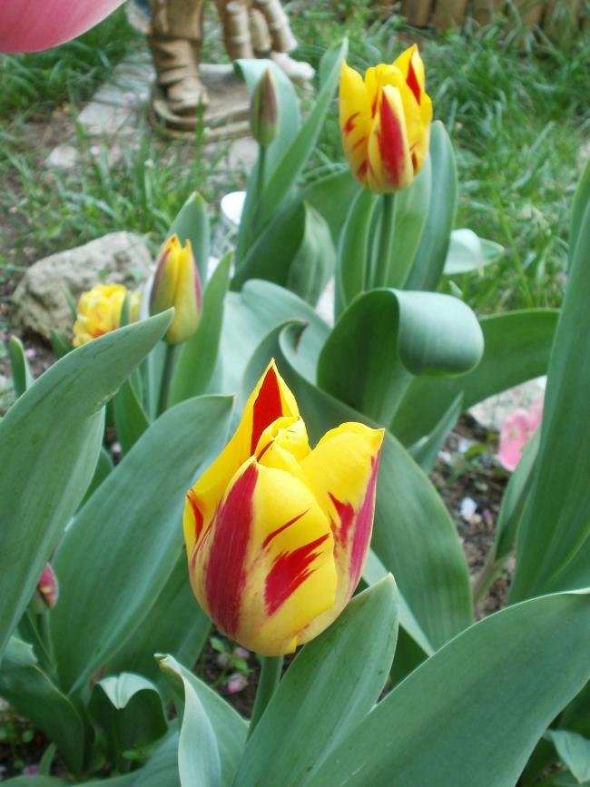 Name:  P1010054a.jpg
Views: 359
Size:  68.0 KB