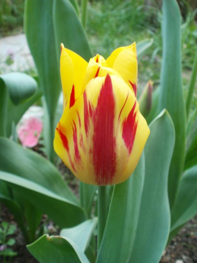 Name:  P1010056a.jpg
Views: 367
Size:  49.7 KB