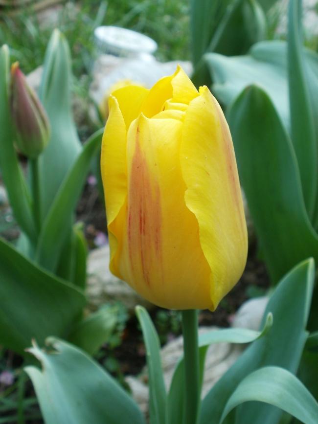 Name:  P1010055a.jpg
Views: 360
Size:  46.2 KB