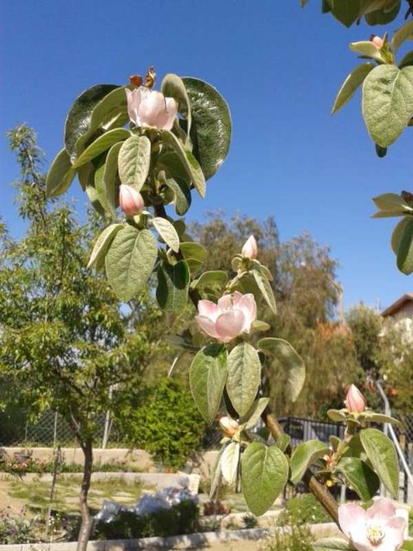 Name:  14-3-Ayva-800.jpg
Views: 687
Size:  61.9 KB