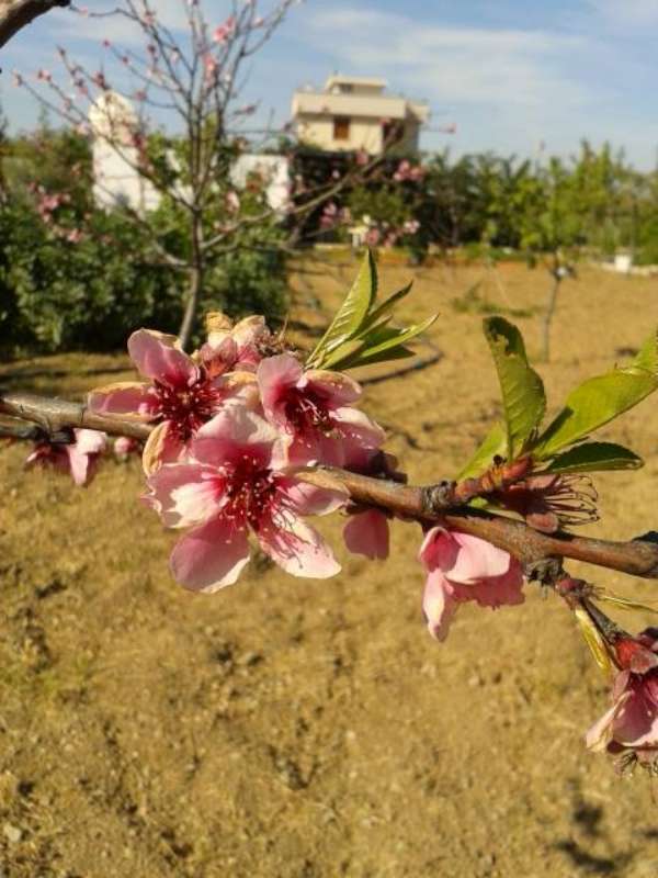 Name:  14-3-eftali-1-800.jpg
Views: 654
Size:  56.6 KB