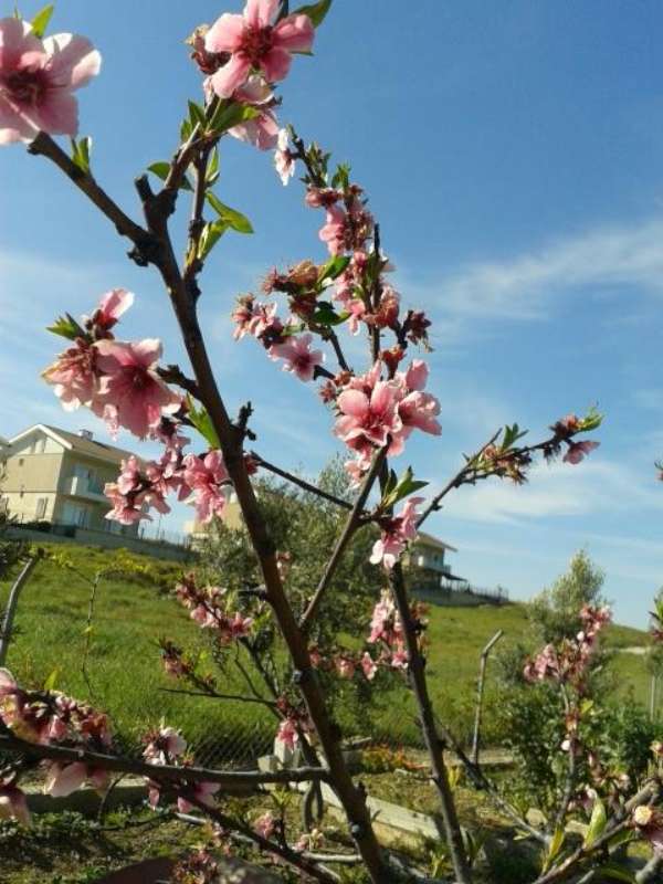 Name:  14-3-eftali-2-800.jpg
Views: 647
Size:  62.3 KB