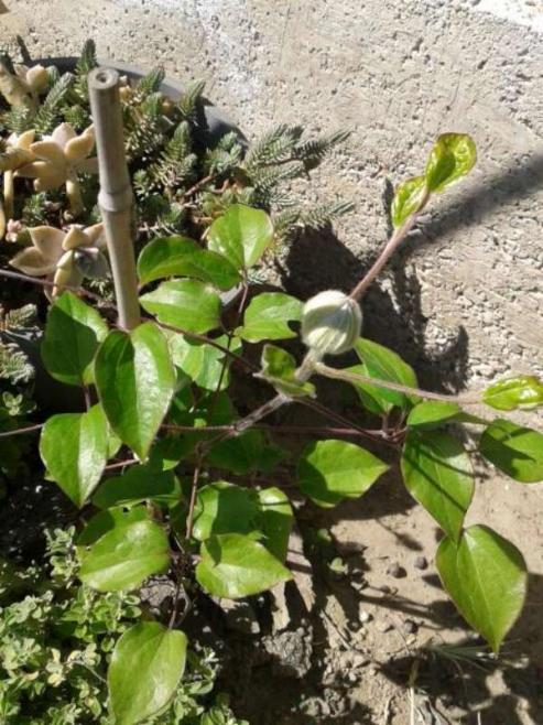 Name:  14-3-Clematis-1-800.jpg
Views: 652
Size:  71.3 KB