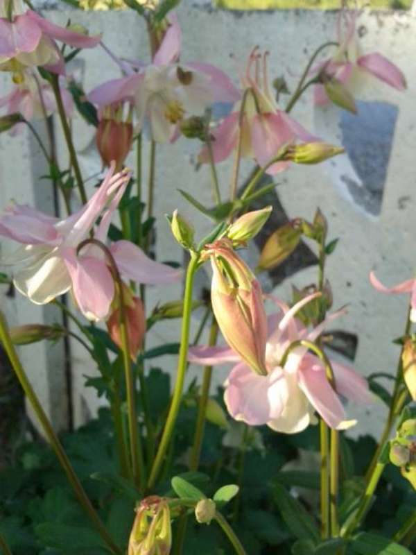 Name:  14-3-HasekiKpesi-1-800.jpg
Views: 638
Size:  42.9 KB