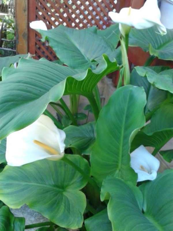 Name:  14-3-Gala-2-800.jpg
Views: 696
Size:  42.2 KB
