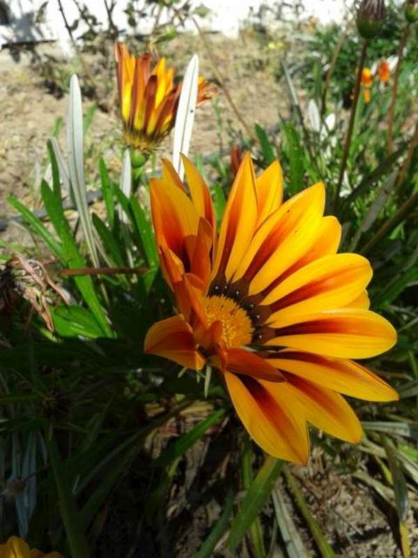 Name:  14-3-Garzanya-4-800.jpg
Views: 648
Size:  55.4 KB