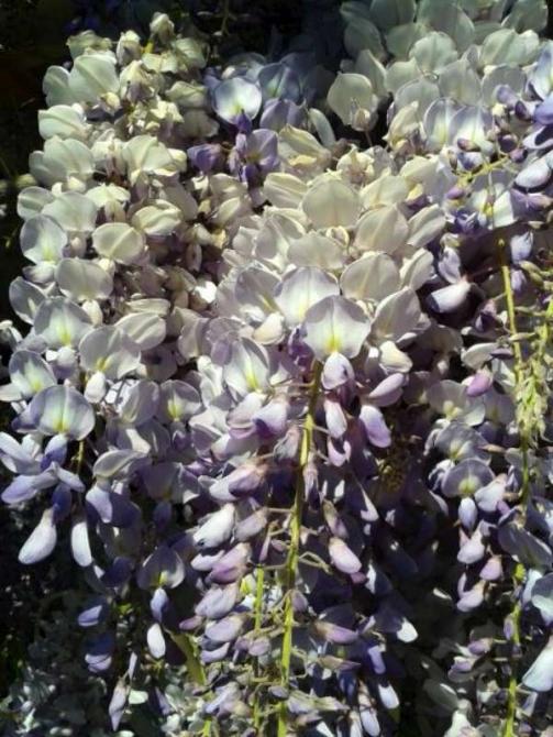 Name:  14-3-Mor salkm-1-800.jpg
Views: 665
Size:  70.1 KB